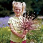 アリウムシューベルティー4.5号ポ...