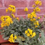 宿根草黄色いアリッサムサミット3....
