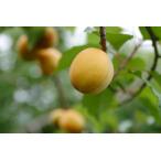  фруктовое дерево рассада ... саженец ... Gold раскладушка 1 год сырой контактный дерево рассада 4.5 номер ( диаметр 13.5cm) pot фруктовое дерево саженец листопадные растения растение в горшке двор ..