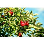  фруктовое дерево рассада яблоко саженец яблоко Цу легкий (...) 4.5 номер ( диаметр 13.5cm) pot рассада фруктовое дерево саженец . лист высота дерево 