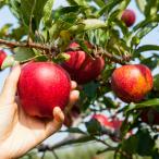  яблоко фруктовое дерево саженец .. яблоко ... Chan Apple rose большой выход распродажа 2 год ~3 год предмет 7 номер диаметр 21cm pot листопадные растения др. товар включение в покупку не возможно. одиночный . отправка товар 