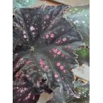 レックスベゴニア ミスターガーデン 3.5号 (直径10.5c