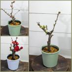  выцветание можно выбрать 3 вид 3.5 номер pra горшок чёрный ...... .. красный белый 