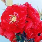  выцветание ( дерево .) 10 2 один -слойный 4 номер горшок 