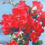  выцветание ( дерево .) Showa .4 номер горшок 