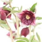  морозник . -слойный ..ve in Rebirth серии 9cm pot рассада сосна . питомник * реальный сырой выбор . рассада 