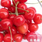  вишня фруктовое дерево рассада Sato .3~4 год сырой 7 номер диаметр 21cm pot листопадные растения ...... Hanaki sa Clan bo