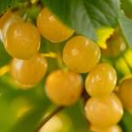 さくらんぼ 果樹 苗木 黄玉 サクランボ 1年生 13.5cmポット 1株 黄色 落葉低木