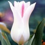 チューリップ花球根春百合咲きホーラ...