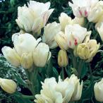 チューリップ花球根秋植え冬植え春咲...