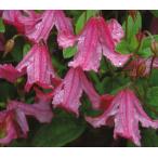 ショッピングクレマチス クレマチス 生育2年生以上株 ヘザー・ハーシェル 13.5ｃｍロングポット