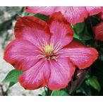 ショッピングクレマチス クレマチス ビル・ド・リヨン　4.5号サイズポット　2年生苗