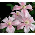 ショッピングクレマチス クレマチス キャロライン 4.5号サイズ2年生ポット苗