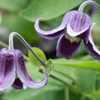 クレマチス ファッシネーション PVP 4.5号サイズ2年生ポット苗