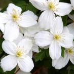 ショッピングクレマチス クレマチス  白寿（はくじゅ）  4.5号サイズ2年生ポット苗