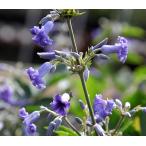 ショッピングクレマチス クレマチス 歩々 4.5号サイズ　2年生ポット苗