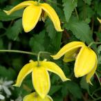 ショッピングクレマチス クレマチス コーリー 4.5号サイズ　2年生ポット苗