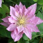 ショッピングクレマチス クレマチス モーニングティー ４．５号サイズ2年生ポット苗