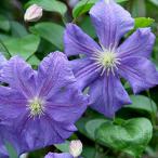 ショッピングクレマチス クレマチス ペルル・ダジュール 4.5号サイズ2年生ポット苗