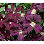 ショッピングクレマチス クレマチス ロマンティカ ４．５号サイズ2年生ポット苗