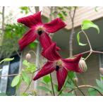 ショッピングクレマチス クレマチス ルブラ 4.5号サイズポット苗