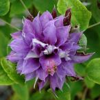 クレマチス 紫宝 ４．５号サイズ2年生ポット苗