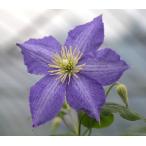 ショッピングクレマチス クレマチス シルビ ４．５号サイズ2年生ポット苗
