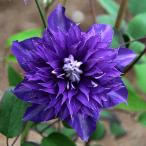 クレマチス スイセイ 2号 4.5号サイズ2年生ポット苗