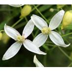 ショッピングクレマチス クレマチス サンダンス 4.5号サイズ 2年生ポット苗