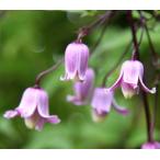 クレマチス タカネハンショウヅル 4.5号サイズ2年生ポット苗