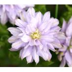 ショッピングクレマチス クレマチス 天空 ４．５号サイズ2年生ポット苗