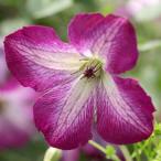 ショッピングクレマチス クレマチス ワレンバーグ (ワーレンブルグ) 4.5号サイズ2年生ポット苗