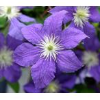 ショッピングクレマチス クレマチス ウィズリー 4.5号サイズ 2年生ポット苗