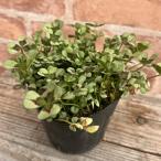 エンジェルクローバーカルメン3号ポ...