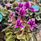 シクラメン フェアリーピコ ブルー 3号 (直径9cm) ポット苗 1株 寄せ植え ミニ シクラメン