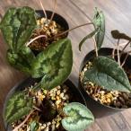 原種シクラメン ヘデリフォリウム 3号 (直径9cm) ポット苗 1株 寄せ植え 庭植え リーフ ガーデン