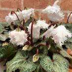 シクラメン スワン ホワイト 3号 (直径9cm) ポット苗 1株 寄せ植え ガーデンシクラメン