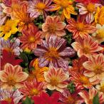 ダリアの花苗の販売店検索結果 くらし店舗検索 たくさんくらし