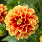 宿根草 ダリア マキシ エッジズオレンジ 3号（直径9cm）ポット苗 １株 耐寒性多年草 切り花 寄せ植え 鉢花 季節の花苗 イングリッシュガーデンなどに