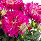 ガーデンダリア花苗マキシカデナ１株...