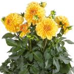 宿根草ダリアマキシロメロ3号ポット...