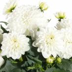 宿根草 ダリア マキシ  ロペス 3号（直径9cm）ポット苗 １株 耐寒性多年草 切り花 寄せ植え 鉢花 季節の花苗 イングリッシュガーデンなどに