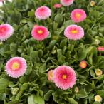 耐寒性一年草デイジータッソーストロ...