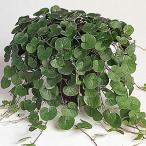  дихондра дихондра изумруд four ru3 номер (9cm) pot рассада 1 АО почвопокровные растения .... подвешивание горшок висячий 