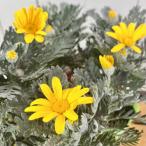 常緑低木ユリオプスデージー花天月地...