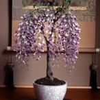 フジ 花 苗木 一才藤 ５号鉢 温度を与えればすぐに開花が始まる 庭植え 盆栽