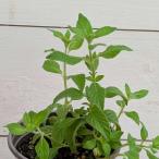  трава banana мята 3.5 номер ( диаметр 10.5cm) pot рассада 1 шт чай herbgarden seiyou - ka