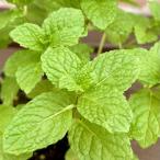 ミントハーブレモンバーム3.5号ポ...