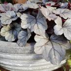 . корень . гейхера (tsubo коралл ) Dolce серебряный жевательная резинка Drop 3 номер ( диаметр 9cm) pot рассада 1 АО . корень . затенитель от солнца сад крыло lishu сад 