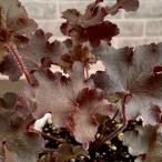 . корень . гейхера (tsubo коралл ) melting fire -3 номер ( диаметр 9cm) pot рассада 1 АО выдерживающий холод . много год . затенитель от солнца сад крыло lishu сад цвет leaf 